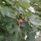 carica (Fruiting Fig)