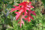 coccinea (Scarlet Oak)