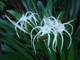 speciosa (Spider Lily)