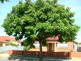 paniculata (Goldenrain Tree)
