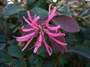 chinense var. rubrum (Chinese Fringe Flower)