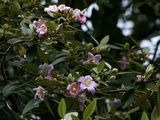 patersonii (Norfolk Island Hibiscus/Primrose Tree/Cow Itch Tree)