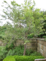 petersonii (Lemon-Scented Tea Tree)