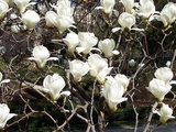 denudata (Yulan Magnolia)