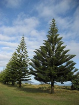 heterophylla (Norfolk Island Pine)