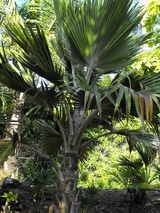 hillebrandii (Hawaiian Fan Palm)