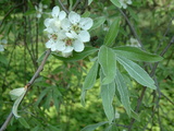 salicifolia 'Pendula'