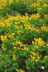 pterocarpum (Yellow Poinciana/Copperpod)
