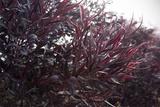 flexuosa 'After Dark' (Purple Leaf Willow Myrtle)
