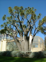 barberae (Tree Aloe)