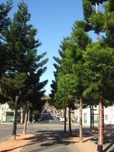 cunninghamii (Hoop Pine)