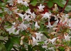 x grandiflora (Glossy Abelia)
