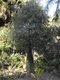 rupestris (Bottle Tree)