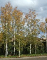 pendula 'Dalecarlica' (Cut-leaf Birch)