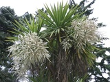 stricta (Narrow-leaved Palm Lily)