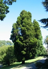 rhomboidea (Oyster Bay Pine)