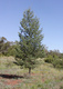 columellaris (White Cypress Pine)
