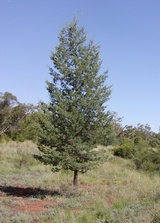 columellaris (White Cypress Pine)