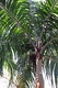 acuminata (Carpentaria Palm)