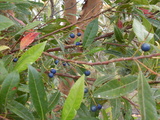 reticulatus (Blueberry Ash)