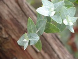 crenulata (Buxton Gum/Silver Gum)