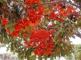 sinuatus (Firewheel Tree)