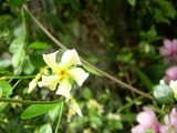 asiaticum (Japanese Star Jasmine)