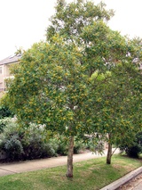 laurina (Water Gum)