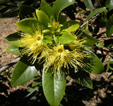chrysanthus (Golden Penda)
