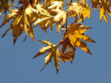 orientalis var. insularis 'Autumn Glory'